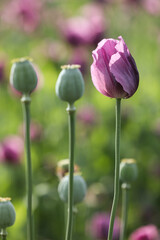 Fototapeta premium a spring field of Papaver somniferum, commonly known as the opium poppy or breadseed poppy