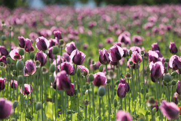 a spring field of Papaver somniferum, commonly known as the opium poppy or breadseed poppy	