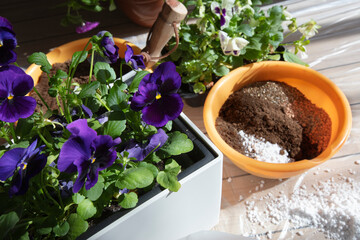 Yearly Planting of Pansies - Balcony Flowers Concept. Sunlight, Selective Focus. Handcrafted Image,...
