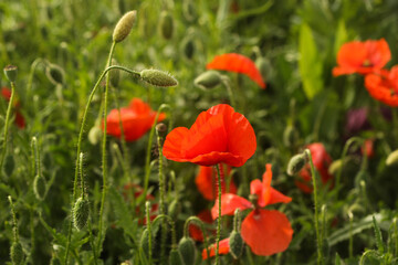 Papaver rhoeas, with common names including common poppy, corn poppy, corn rose, field poppy, Flanders poppy, and red poppy