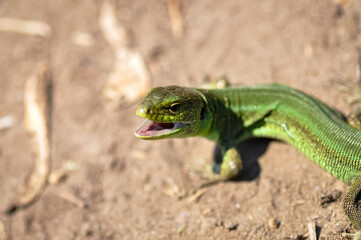 Portrait of a green lizard on the sand