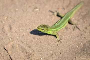Portrait of a green lizard on the sand