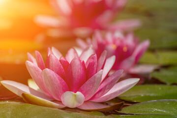 Pink lotus water lily flower in pond, waterlily with green leaves blooming