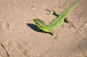 Portrait of a green lizard on the sand