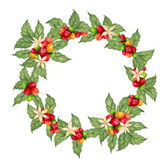 Coffee wreath with beans and flower, leaves. Watercolor illustration. Botanical frame of ripening berries. Coffee day. Hand drawn isolated art. Aroma of Robusta and Arabica varieties. Natural style