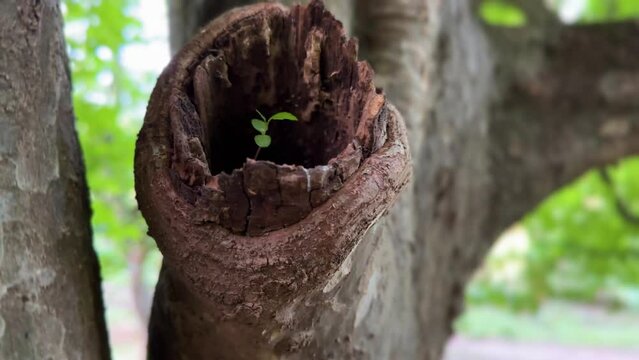 Tiny green plant in summer season grow inside tree trunk hole spring natural landscape of Hyrcanian forest in Iran wonderful nature beauty parrotia persica persian ironwood green foliage wild lush