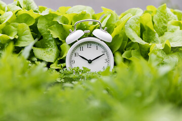 Retro alarm clock on a bed of lettuce and other greens against a background of large leaves. A...