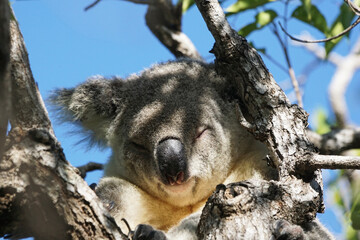 Koala entlang eines Wanderweges auf Megnetic Island - Australien