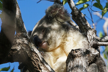 Koala entlang eines Wanderweges auf Megnetic Island - Australien