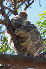 Koala entlang eines Wanderweges auf Megnetic Island - Australien