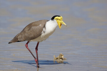 Wild lebender Maskenkiebitz an einem Strand auf Magnetic Island - Australien