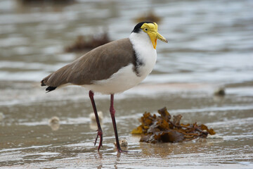 Wild lebender Maskenkiebitz an einem Strand auf Magnetic Island - Australien
