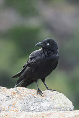 Wilde Krähe auf einem Felsen entlang eines Wanderwegs auf Magnetic Island - Australien