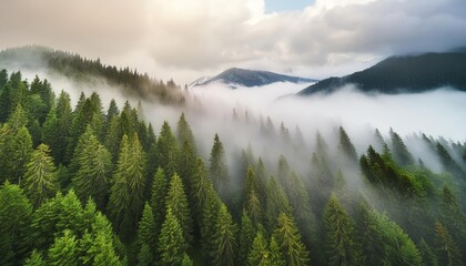 A scenic photograph of green pine trees covered with fog with cold sky
