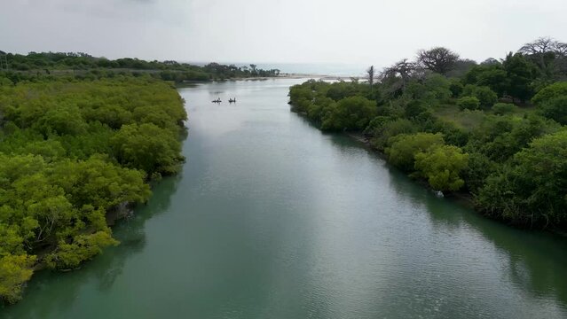 Aerial View of Green Mangrove Forest. Nature Landscape. Tropical Rainforest. Congo river diani beach, Kenya Africa.