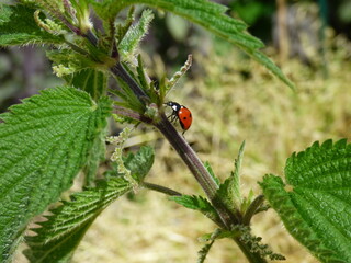 Fototapeta premium Junikäfer auf brennessel