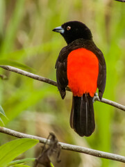 Scarlet-rumped Tanager in Costa Rica