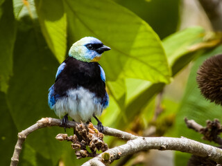Golden-hooded Tanager in Costa Rica