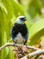 Golden-hooded Tanager in Costa Rica