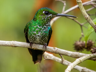 Green-crowned Brilliant in Costa Rica