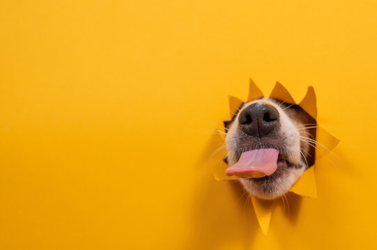 Licking dog jack russell terrier broke orange cardboard background with his nose.