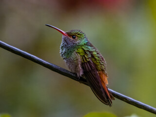 Rufous-tailed Hummingbird in Costa Rica