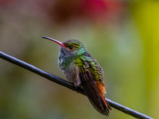 Rufous-tailed Hummingbird in Costa Rica