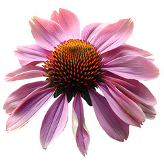 Purple coneflower PNG. Echinacea flower top view PNG. Purple coneflower from daisy family flat lay isolated. Purple flower during summertime bloom PNG