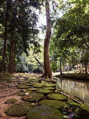 Closeup green moss on stone footpath in the rainforest jungle.