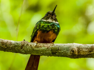 Rufous-tailed Jacamar in Costa Rica