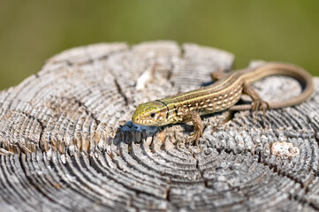 Portrait of a gray-green lizard outdoors