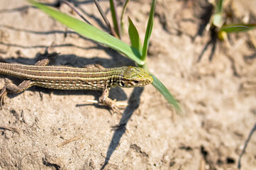 Portrait of a gray-green lizard outdoors