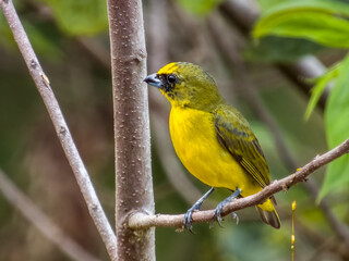 Thick-billed Euphonia in Costa Rica