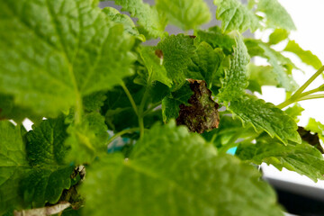 Fresh Green Mint Leaves with Minor Brown Spots - Close-Up Shot for Botanical Study, Herbal Medicine, or Natural Products Design