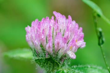 雨に濡れたピンクのツメクサ
