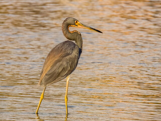 Tricoloured Heron in Costa Rica