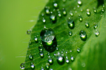 雨に濡れた葉
