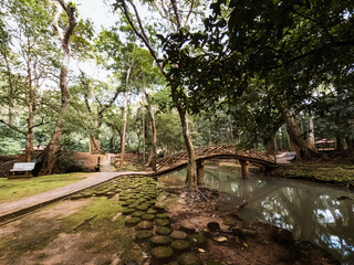 View of the garden covered with moss in the Malaysian rainforest