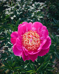Beautiful bright pink peony flowers blooming in the garden.