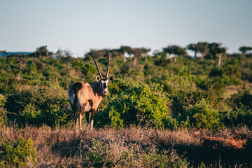 Oryx Bull in golden morning sunlight in green Eastern Cape bushveld thicket
