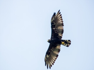 Zone-tailed Hawk in Costa Rica