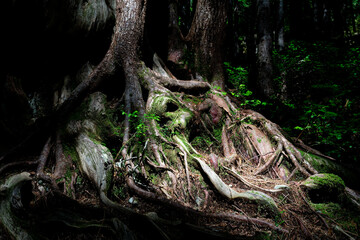 Western redcedar roots in Avatar Grove, Port Renfrew, British Columbia, Canada.