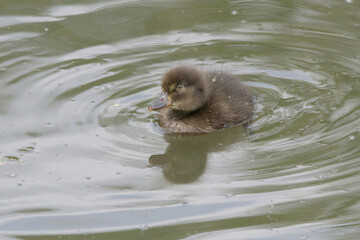 Tufted Duckling