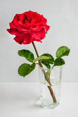 one red rose in a glass glass on a white background