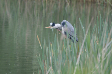 A grey heron in the reeds