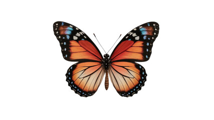 butterfly isolated on white