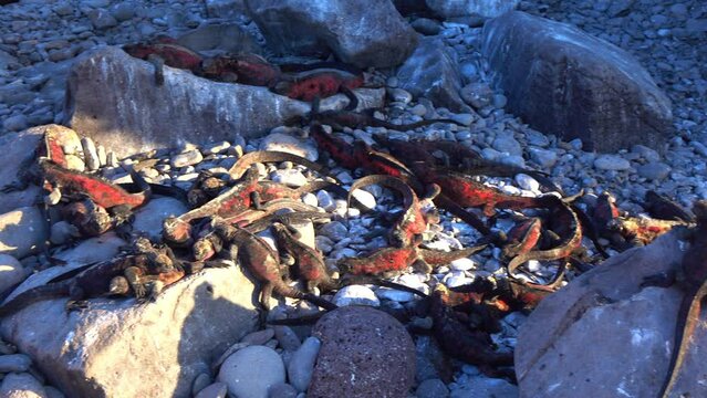 Panning Shot Of Mess Of Charles Darwin Iguanas On Rocks At Island - Galapagos Islands, Ecuador