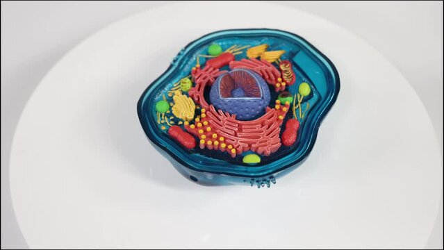 Protein Cell Model Animation