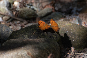 Cirrochroa, commonly called yeomen, is a genus of butterflies of the subfamily Heliconiinae in the family Nymphalidae found in southeast Asia.-butterfly on a rock