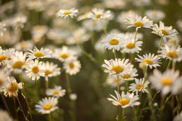 chamomile flowers, summer evening at sunset
